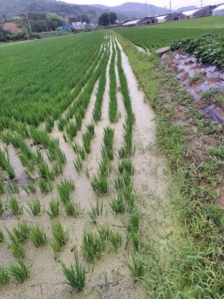 블루베리15205님의 벼 · 병해충상담 작성글 사진