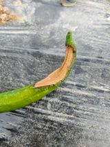 준수네님의 고추·병해충상담 작성글 사진