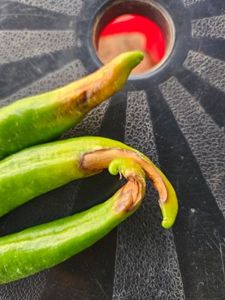 준수네님의 고추 · 병해충상담 작성글 사진