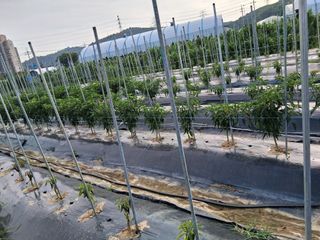 게으른농부님의 고추 · 병해충상담 작성글 사진