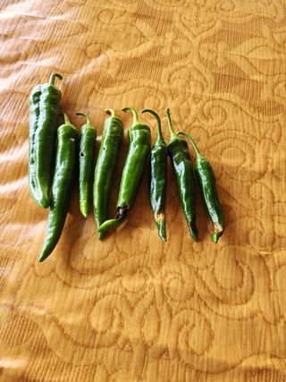 신승덕맛익는사과님의 고추 · 병해충상담 작성글 사진