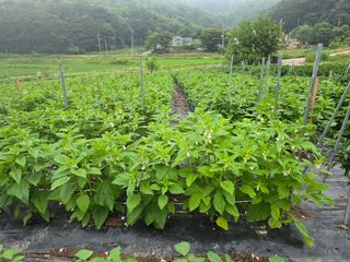 藝園님의 참깨 · 병해충상담 작성글 사진