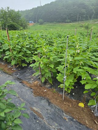 藝園님의 참깨 · 병해충상담 작성글 사진