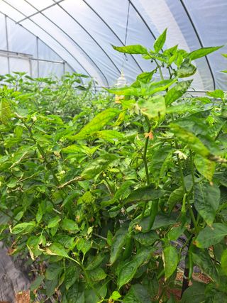 김원구님의 고추 · 병해충상담 작성글 사진