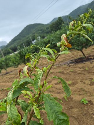 나라다운님의 자두 · 병해충상담 작성글 사진