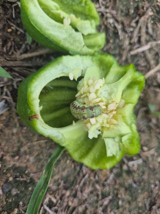 한상철님의 고추·병해충상담 작성글 사진