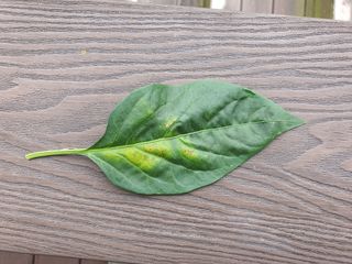 황승수님의 고추 · 병해충상담 작성글 사진