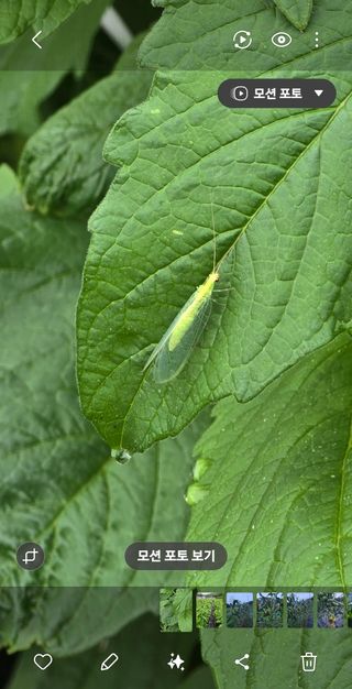 藝園님의 참깨 · 병해충상담 작성글 사진