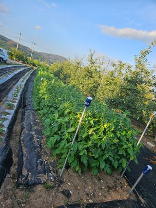 봉좌산님의 참깨 · 병해충상담 작성글 사진