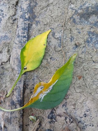 고추꽃님의 고추 · 병해충상담 작성글 사진