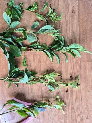 나라다운님의 자두·병해충상담 작성글 사진