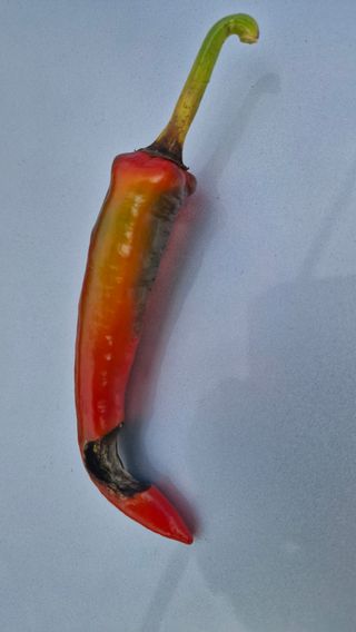 안선찬님의 고추 · 병해충상담 작성글 사진
