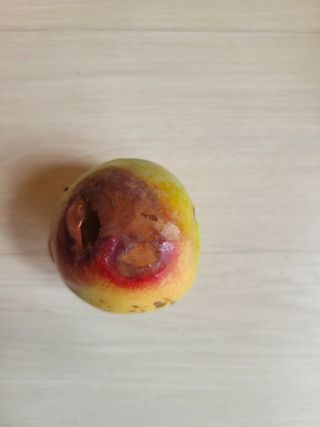 시나브르님의 사과 · 병해충상담 작성글 사진