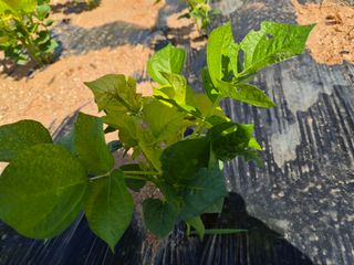 사랑은꿈님의 콩 · 병해충상담 작성글 사진