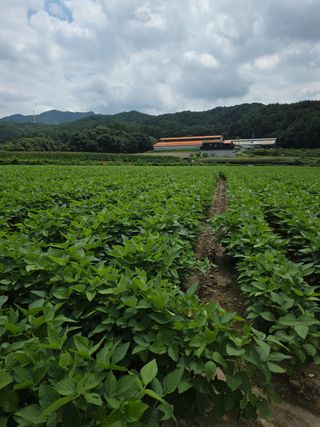 이병현님의 콩 · 병해충상담 작성글 사진