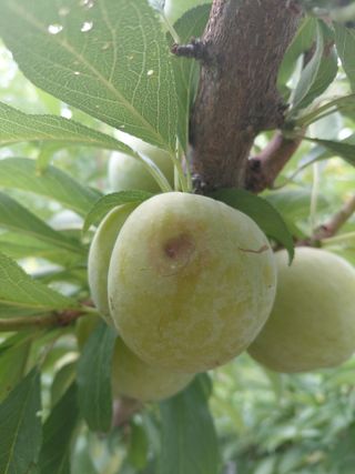 서비님의 자두 · 병해충상담 작성글 사진