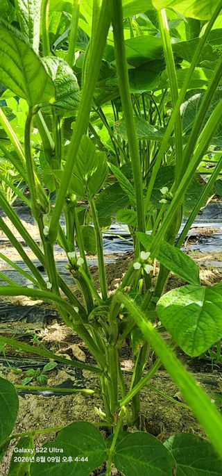한밭골님의 콩 · 병해충상담 작성글 사진