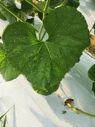 김규민님의 기타작물 · 병해충상담 작성글 사진