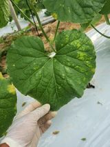 김규민님의 기타작물·병해충상담 작성글 사진