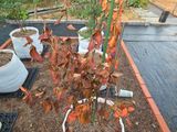 서동환님의 블루베리·병해충상담 작성글 사진