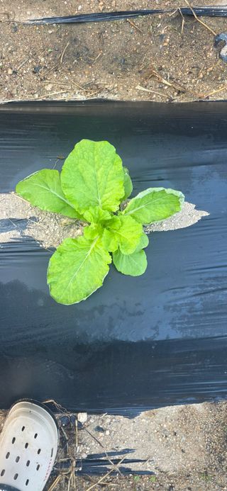 김상오님의 배추·병해충상담 작성글 사진