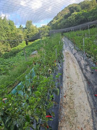 백수현님의 고추 · 병해충상담 작성글 사진
