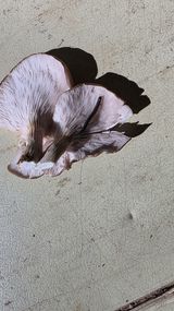 이총구님의 마늘·병해충상담 작성글 사진