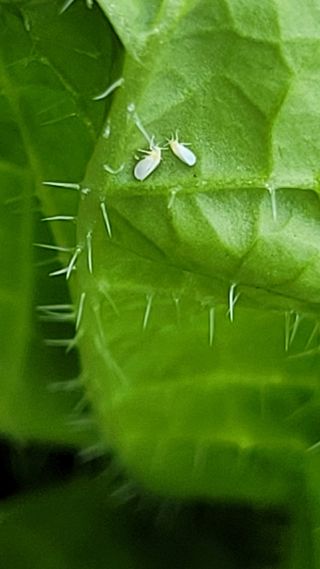 초보농부님의 배추·병해충상담 작성글 사진