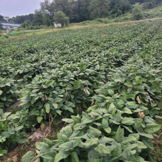 s-LED님의 콩 · 병해충상담 작성글 사진