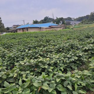 s-LED님의 콩 · 병해충상담 작성글 사진