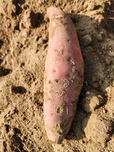 팜모닝 고구마·병해충상담 게시글 이미지