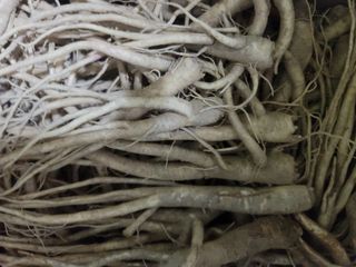 박헌님의 기타작물 · 영농일지 작성글 사진