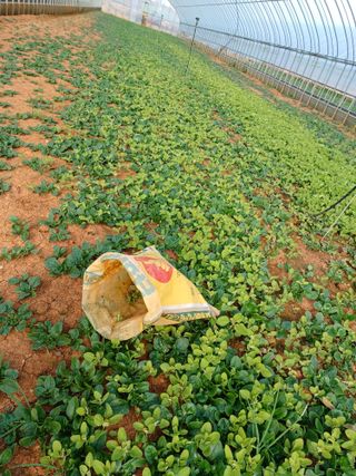 결단이님의 기타작물 · 영농일지 작성글 사진