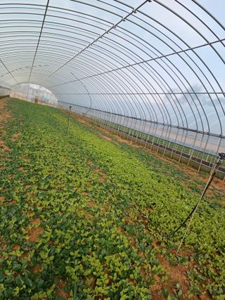 결단이님의 기타작물 · 영농일지 작성글 사진