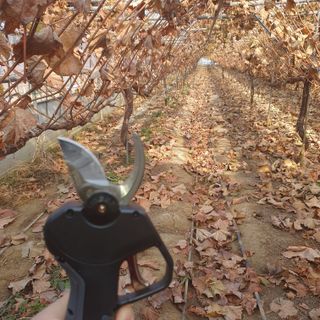 남은현님의 포도 · 영농일지 작성글 사진