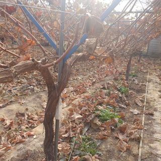 남은현님의 포도 · 영농일지 작성글 사진