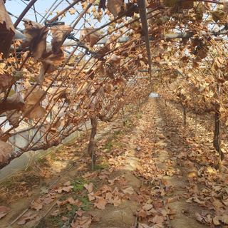 남은현님의 포도 · 영농일지 작성글 사진