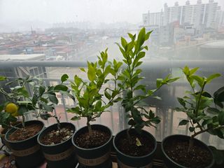 필라댄스농부님의 기타작물 · 영농일지 작성글 사진