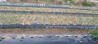 전남무안군박옥주님의 기타작물 · 영농일지 작성글 사진