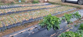 전남무안군박옥주님의 기타작물 · 영농일지 작성글 사진