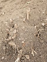 팜모닝 기타작물·영농일지 게시글 이미지