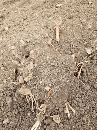 김두영님의 기타작물 · 영농일지 작성글 사진