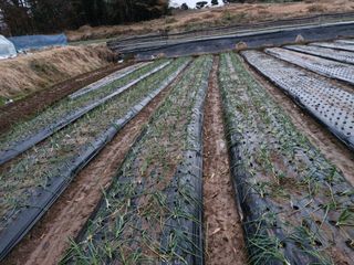 김상묵 님의 기타작물 · 영농일지 작성글 사진