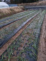 팜모닝 기타작물·영농일지 게시글 이미지