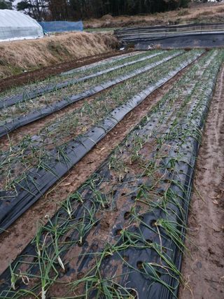 김상묵 님의 기타작물 · 영농일지 작성글 사진