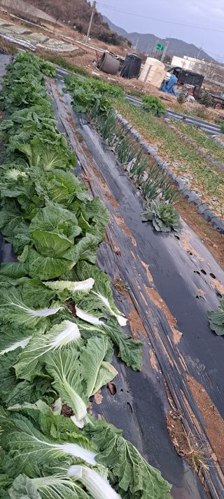 전남무안군박옥주님의 기타작물 · 영농일지 작성글 사진