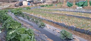 전남무안군박옥주님의 기타작물 · 영농일지 작성글 사진