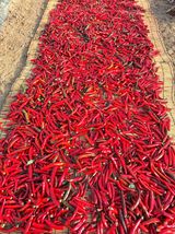 팜모닝 기타작물·영농일지 게시글 이미지