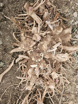 김두영님의 기타작물 · 영농일지 작성글 사진