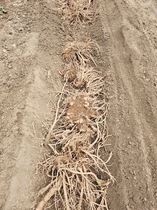 김두영님의 기타작물 · 영농일지 작성글 사진